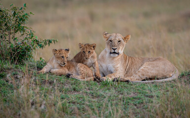 Obraz na płótnie Canvas Lioness and Cubs