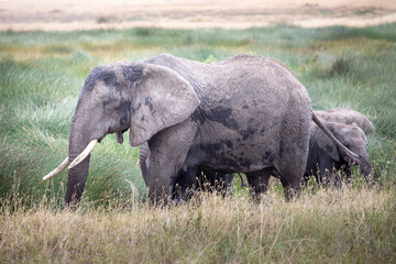 Naklejka na ściany i meble A family of elephants in the Serengeti National Park, Tanzania