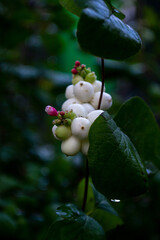 White fruits of the snowberry on a branch of a bush
