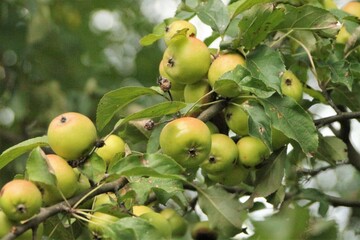 apples on tree
