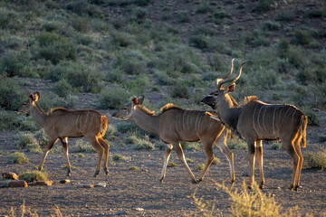 Naklejka na ściany i meble Greater kudu or kudoo (Tragelaphus strepsiceros) herd. Karoo Beaufort West, Western Cape, South Africa