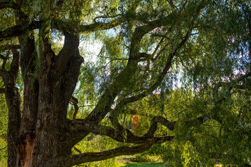 Autumn Landscape near lake