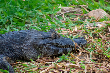 alligator in the everglades