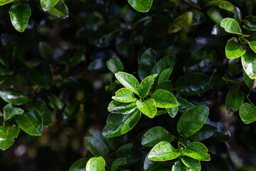 Green tree fresh leaf after the rain drop nature background