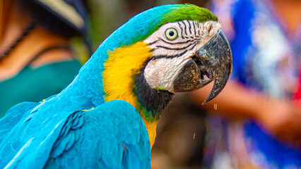blue and yellow macaw ara © Fotos GE