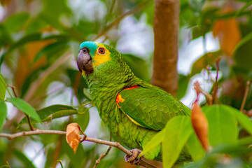green parrot on a branch