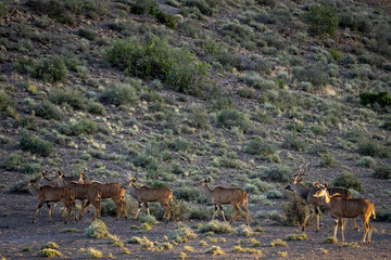 Greater kudu or kudoo (Tragelaphus strepsiceros) herd. Karoo Beaufort West, Western Cape, South...