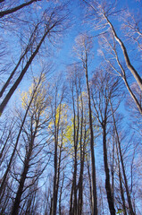 Fototapeta premium Autumn foliage with trees taking on intense colors