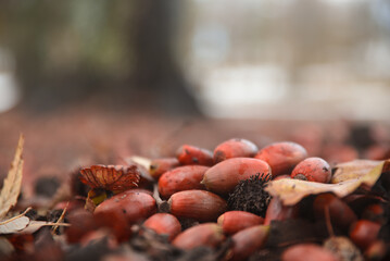 Walnuts in forest. Closeup acorn oak tree on autumn background. acorn oak fruit falling to ground...