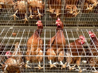 Layer Brown Chicken in Cage Batteries. Egg production. Poultry Industry.