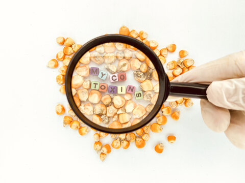 Corn Quality and Mycotoxins awareness