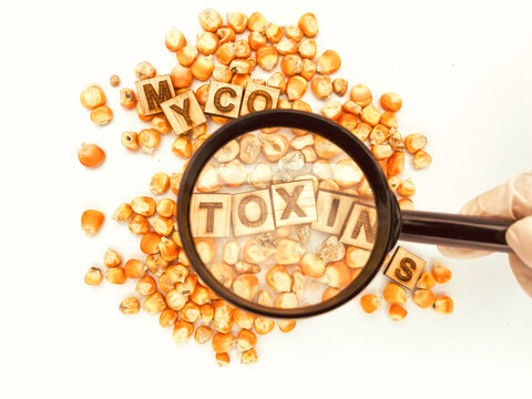 Toxins in Corn Awareness. Corn for Food and feed.