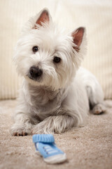 Westy dog looking at newborn's slipper