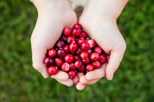 Above view of child hands holding pile of fresh red cranberries known as Vaccinium oxycoccos or marshberry picked from marsh. Healthy snack full of vitamins.