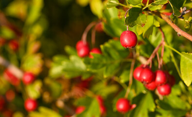 Beautiful close-up of a crataegus fruit