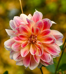 Beautiful close-up of a decorative dahlia