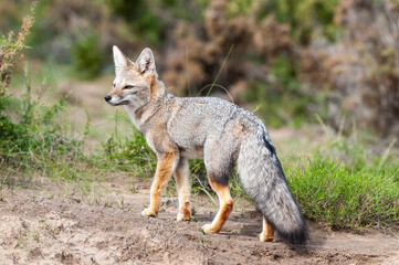 Pampas Grey fox in Pampas grass environment, La Pampa province, Patagonia, Argentina.