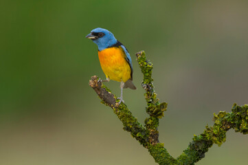 Obraz premium Blue and Yellow Tanager, Calden Forest, La Pampa Province, Patagonia, Argentina.