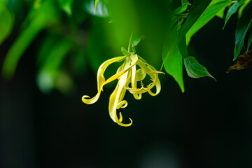 Blooming greenish-yellow ylang-ylang flower or cananga flower or fragrant cananga flower with...