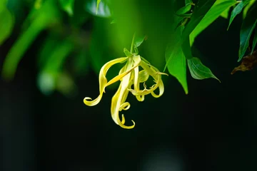Foto auf Acrylglas Grün Blooming greenish-yellow ylang-ylang flower or cananga flower or fragrant cananga flower with leaves hanging in a tree.