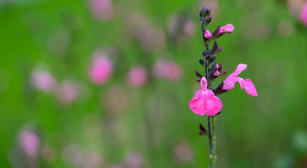 Beautiful close-up of a salvia microphylla flower - obrazy, fototapety, plakaty
