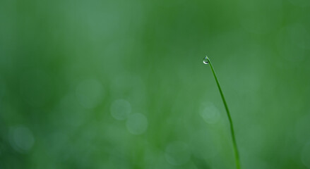 Beautiful close-up of a dewdrop
