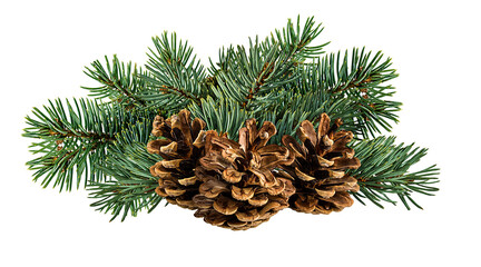 Cone and branch of fir-tree on a white background