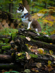 Obraz premium A little dog in the autumn forest