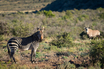 Naklejka na ściany i meble Cape mountain zebra (Equus zebra zebra) with a Gemsbok or South African oryx (Oryx gazella) in the background. Karoo, Beaufort West, Western Cape, South Africa
