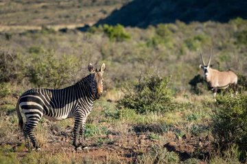 Foto op Plexiglas Cape mountain zebra (Equus zebra zebra) with a Gemsbok or South African oryx (Oryx gazella) in the background. Karoo, Beaufort West, Western Cape, South Africa © Roger de la Harpe