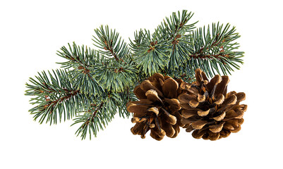 Cone and branch of fir-tree on a white background