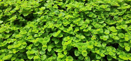 Fresh green leaves of Pilea nummulariifolia (Creeping Charlie) . Scientific name: Pilea nummulariifolia (Sw.) Wedd. A herbaceous plant with succulent stems to cover the soil.  (aroma is like a mint)
