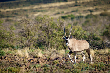 Gemsbok or South African oryx (Oryx gazella). Karoo, Beaufort West, Western Cape, South Africa