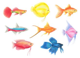 PNG transparent collection of aquarium fish, decorative neon tetra, goldfish, betta fish, discus, naturalist illustration in colored pencils - 534534070