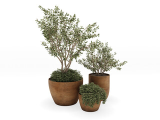 Outdoor Plants Olive