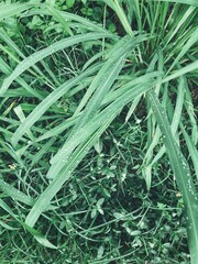 Obraz premium Green vetiver leaves background or texture
