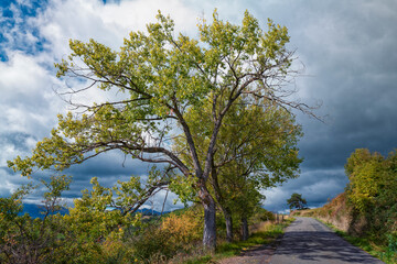 Fototapeta na wymiar arbres en. bord de route, région Auvergne
