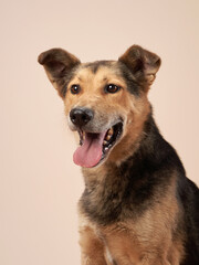portrait of a beautiful dog beige background. Mix of breeds. Happy Pet in the studio