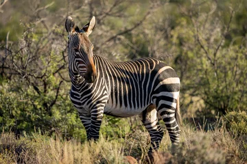 Foto op Canvas Cape mountain zebra (Equus zebra zebra). Karoo, Beaufort West, Western Cape, South Africa © Roger de la Harpe