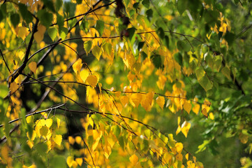 Autumn birch tree leaves on a branch background