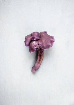 Purple mushroom - Laccaria amethystina known as the amethyst deceiver. One mushroom on the blue background. Edible muschrooms. Violet funghi