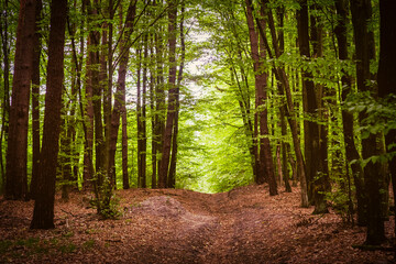 Fototapeta premium Beautiful forest road in the woods landscape (European latitude)