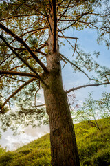 Fototapeta premium Pine tree trunk on a hill, bottom view