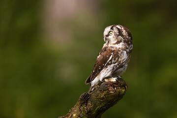 boreal owl or Tengmalm's owl (Aegolius funereus) resting on the stump of a tree