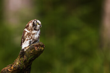 boreal owl or Tengmalm's owl (Aegolius funereus) waiting on the stump of a tree