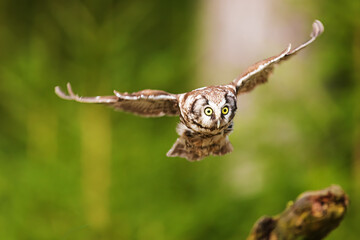 boreal owl or Tengmalm's owl (Aegolius funereus) is flying