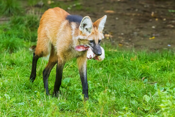 maned wolf ( Chrysocyon brachyurus) bearing the head of a dead animal