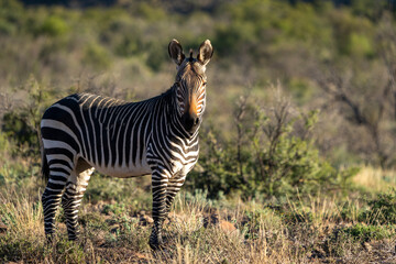 Cape mountain zebra (Equus zebra zebra). Karoo, Beaufort West, Western Cape, South Africa