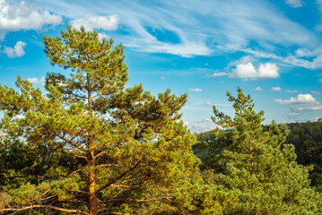 Fototapeta na wymiar Beautiflul mountain scenery with pine trees and scenic clouds