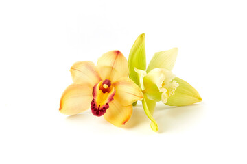Cymbidium orchid flower on white background